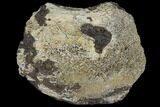 Triceratops Bone Section - Montana #110609-2